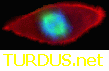 TURDUS.NET